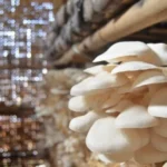 Budidaya Jamur Tiram