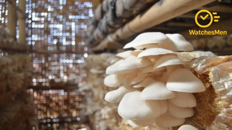 Budidaya Jamur Tiram