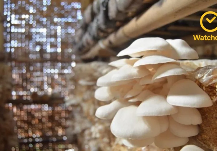 Budidaya Jamur Tiram